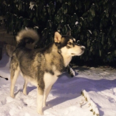 Image pour l'annonce Chiots Malamute de l'Alaska nés le 3 janvier