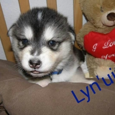 Image pour l'annonce Chiots Malamute de l'Alaska nés le 3 janvier