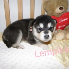 Image pour l'annonce Chiots Malamute de l'Alaska nés le 3 janvier