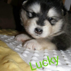 Image pour l'annonce Chiots Malamute de l'Alaska nés le 3 janvier