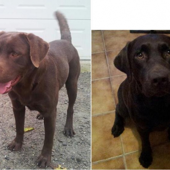 Image pour l'annonce chiot type labrador CHOCOLAT