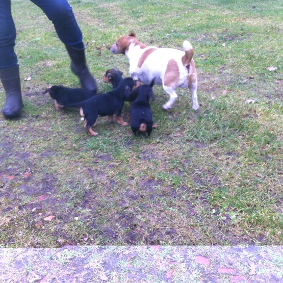 Image pour l'annonce vends chiots jack russel tricolore