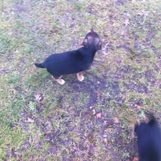 Image pour l'annonce vends chiots jack russel tricolore