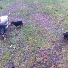 Image pour l'annonce vends chiots jack russel tricolore