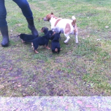 Image pour l'annonce vends chiots jack russel tricolore