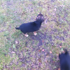 Image pour l'annonce vends chiots jack russel tricolore