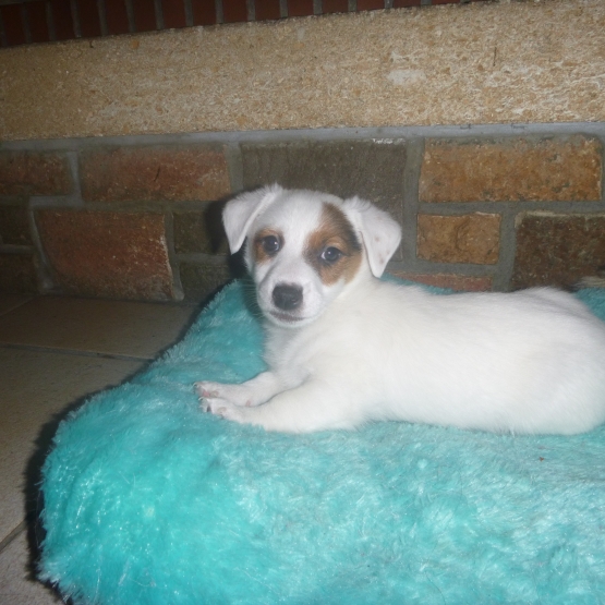 Image pour l'annonce vends chiot jack russell
