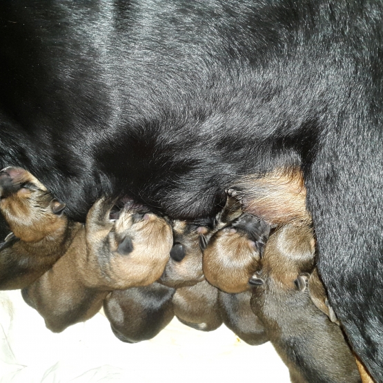 Image pour l'annonce 8 magnifique chiot croisé rottweiler