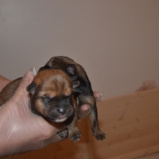 Image pour l'annonce 8 magnifique chiot croisé rottweiler