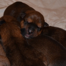 Image pour l'annonce 8 magnifique chiot croisé rottweiler