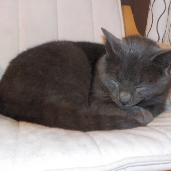 Image pour l'annonce A donner chat 4 ans