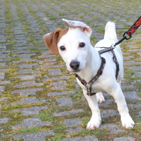 Image pour l'annonce Vends Jack Russel