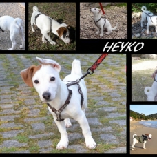 Image pour l'annonce Vends Jack Russel