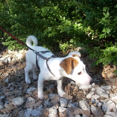 Image pour l'annonce Vends Jack Russel