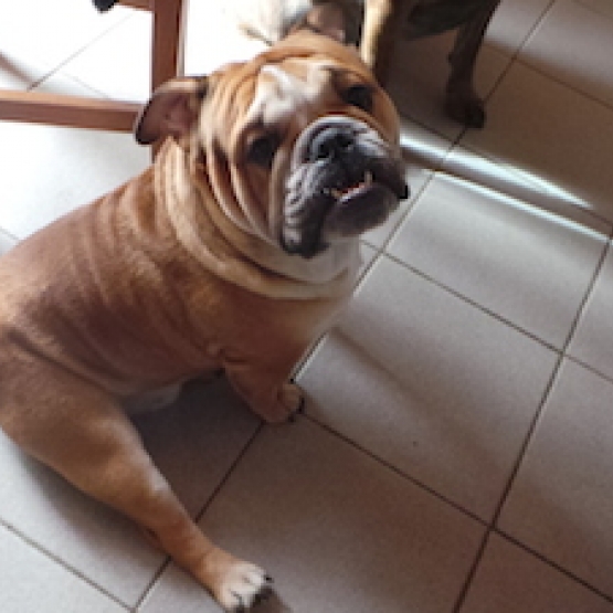 Image pour l'annonce Saillie Mâle Bulldog Anglais