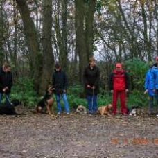 Image pour l'annonce dressage education comportementaliste chien nord douai seclin lille valenciennes arras