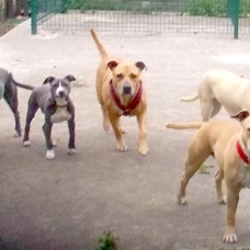 Image pour l'annonce dressage education comportementaliste chien nord douai seclin lille valenciennes arras