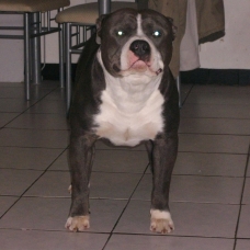 Image pour l'annonce dressage education comportementaliste chien nord douai seclin lille valenciennes arras