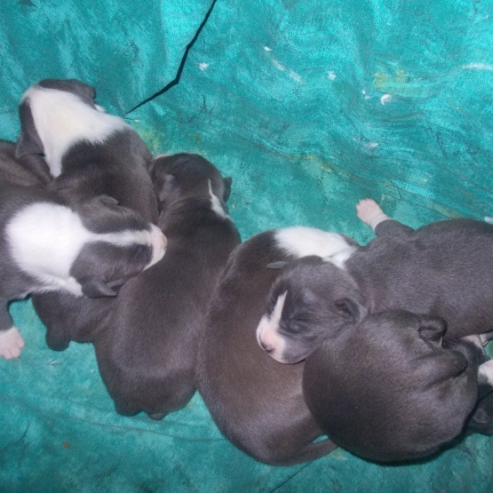 Image pour l'annonce Magnifiques chiots american staff bleu LOF