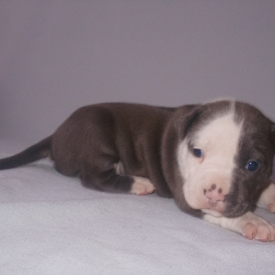 Image pour l'annonce Magnifiques chiots american staff bleu LOF