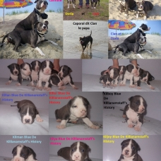 Image pour l'annonce Magnifiques chiots american staff bleu LOF
