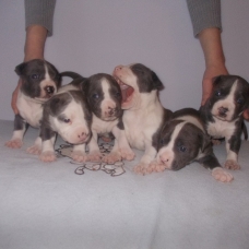 Image pour l'annonce Magnifiques chiots american staff bleu LOF