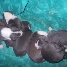 Image pour l'annonce Magnifiques chiots american staff bleu LOF