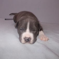 Image pour l'annonce Magnifiques chiots american staff bleu LOF