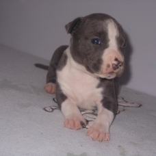 Image pour l'annonce Magnifiques chiots american staff bleu LOF
