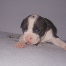 Image pour l'annonce Magnifiques chiots american staff bleu LOF