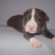 Image pour l'annonce Magnifiques chiots american staff bleu LOF