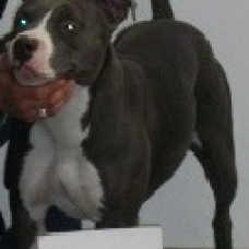 Image pour l'annonce Magnifiques chiots american staff bleu LOF