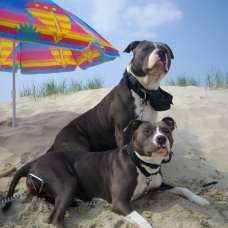 Image pour l'annonce Magnifiques chiots american staff bleu LOF