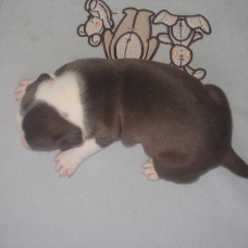 Image pour l'annonce Magnifiques chiots american staff bleu LOF