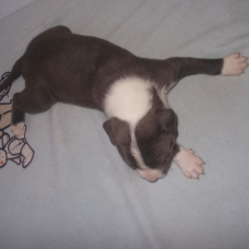 Image pour l'annonce Magnifiques chiots american staff bleu LOF