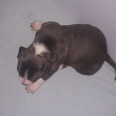 Image pour l'annonce Magnifiques chiots american staff bleu LOF