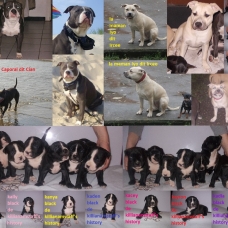 Image pour l'annonce chiots american staff noir LOF
