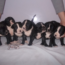 Image pour l'annonce chiots american staff noir LOF