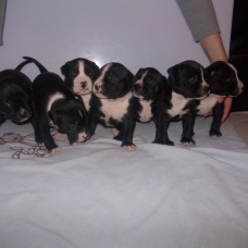 Image pour l'annonce chiots american staff noir LOF