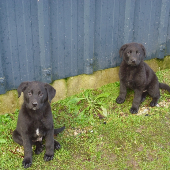 Image pour l'annonce Vends chiots croisé labrador beauceron