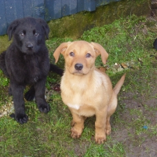 Image pour l'annonce Vends chiots croisé labrador beauceron