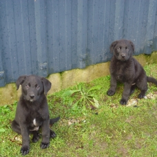 Image pour l'annonce Vends chiots croisé labrador beauceron