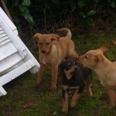 Image pour l'annonce Vends chiots croisé labrador beauceron