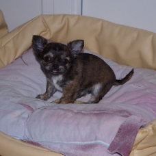 Image pour l'annonce Chihuahua  petite femelle