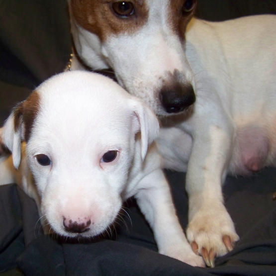 Image pour l'annonce 2 FEMELLES JACK RUSSEL A RESERVER A 10 MINUTES DE LA DEFENSE