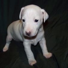 Image pour l'annonce 2 FEMELLES JACK RUSSEL A RESERVER A 10 MINUTES DE LA DEFENSE