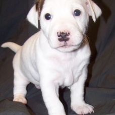 Image pour l'annonce 2 FEMELLES JACK RUSSEL A RESERVER A 10 MINUTES DE LA DEFENSE