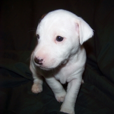 Image pour l'annonce 2 FEMELLES JACK RUSSEL A RESERVER A 10 MINUTES DE LA DEFENSE