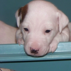 Image pour l'annonce 2 FEMELLES JACK RUSSEL A RESERVER A 10 MINUTES DE LA DEFENSE
