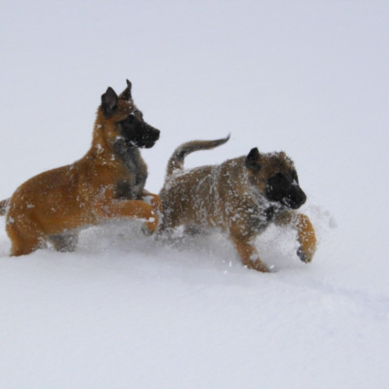 Image pour l'annonce Chiots Berger Belge Malinois